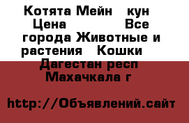 Котята Мейн - кун › Цена ­ 19 000 - Все города Животные и растения » Кошки   . Дагестан респ.,Махачкала г.